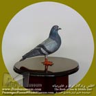 کبوتر چاهی